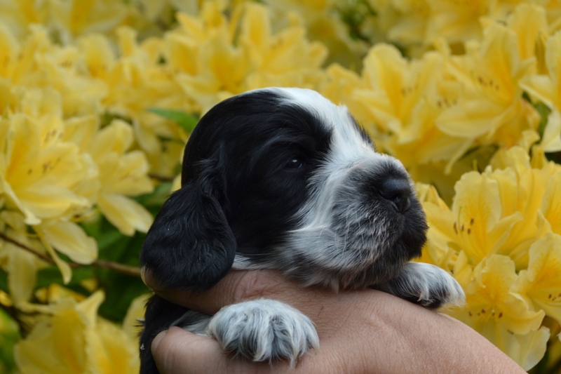 1c - fenka růžová.JPG